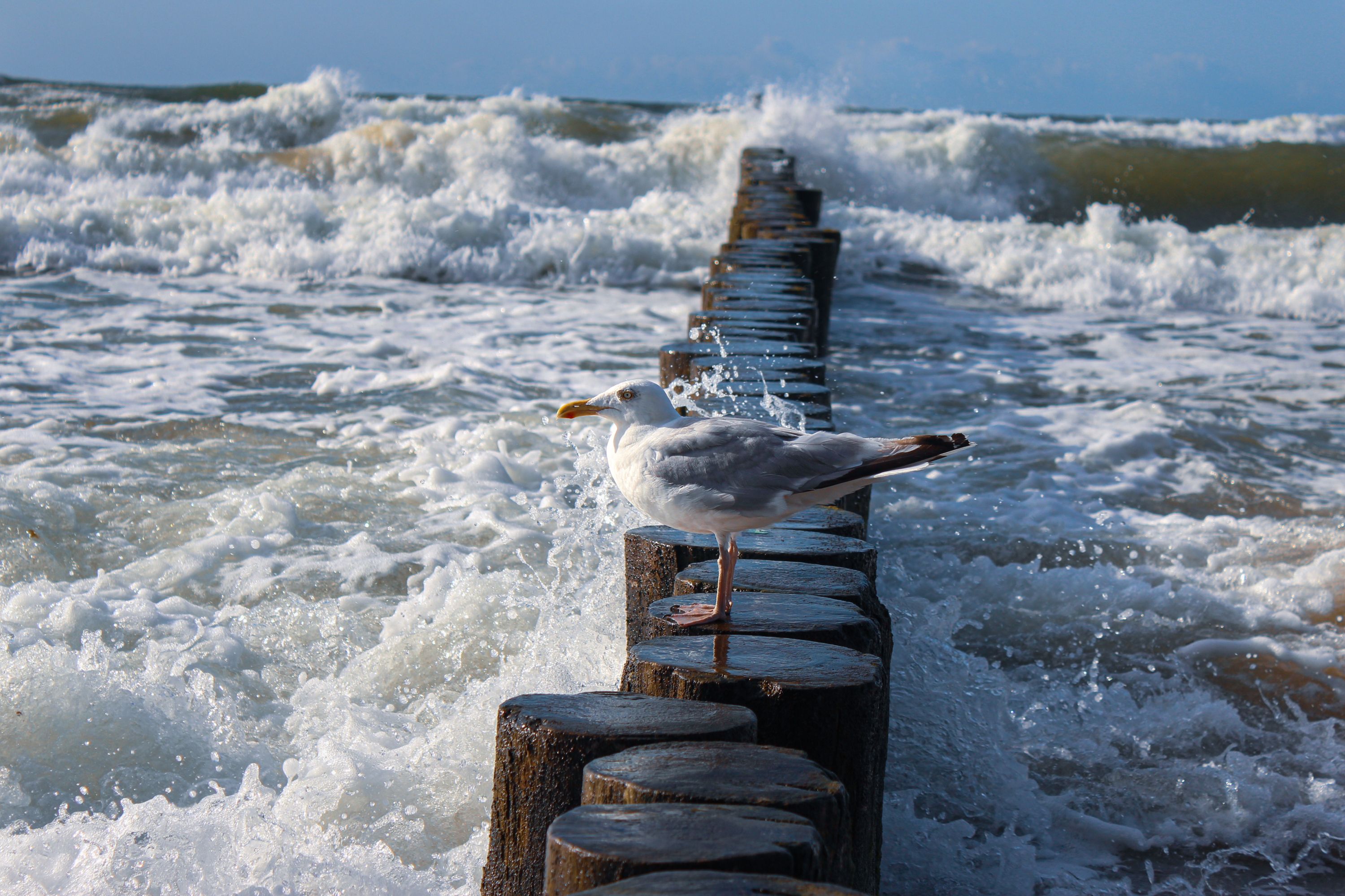 Seagull on sea